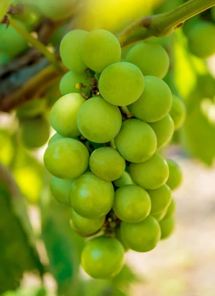 Foto eines Zweiges grüner Weintrauben — Stockfoto