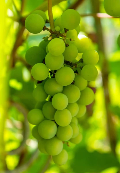 Photo of a branch of green vine grapes — Stock Photo, Image