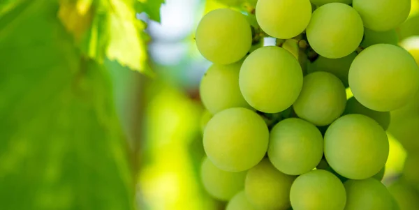 Foto eines Zweiges grüner Weintrauben — Stockfoto