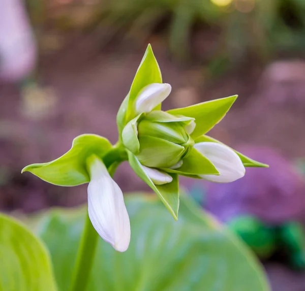 Fotografie a mugurii verzi de flori albe în grădină — Fotografie, imagine de stoc