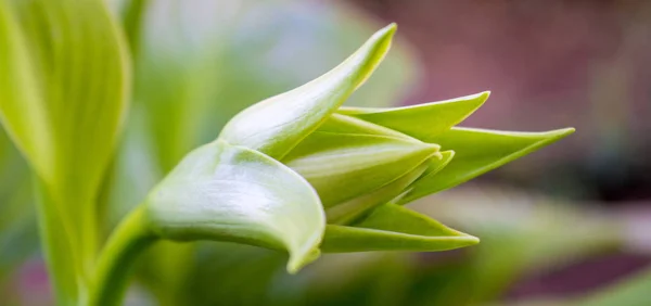 Фото зеленого бутона белого цветка в саду — стоковое фото