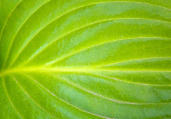 Foto de uma textura de uma grande folha verde no jardim — Fotografia de Stock