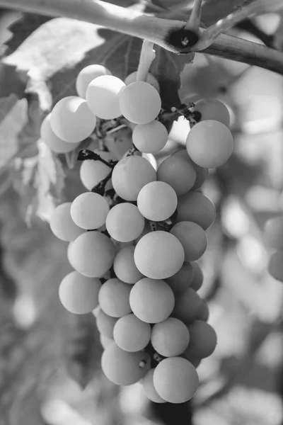 Photo of a branch of green vine grapes black and white — Stock Photo, Image