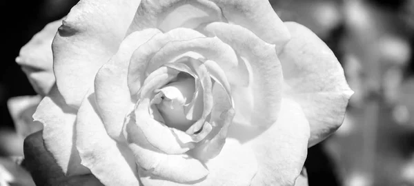 Foto de rosa naranja sobre un fondo de follaje verde blanco y negro — Foto de Stock