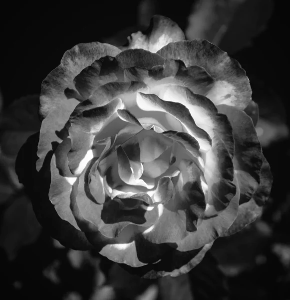 緑の葉の背景黒と白にピンクのバラの写真 — ストック写真