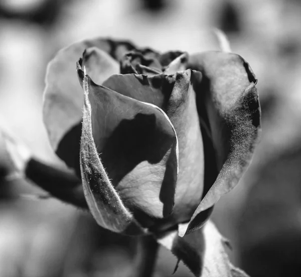 Foto de rosa vermelha sobre um fundo de folhagem verde preto e branco — Fotografia de Stock