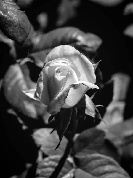 Foto von rosa orange Rose auf grünem Laubhintergrund schwarz-weiß — Stockfoto