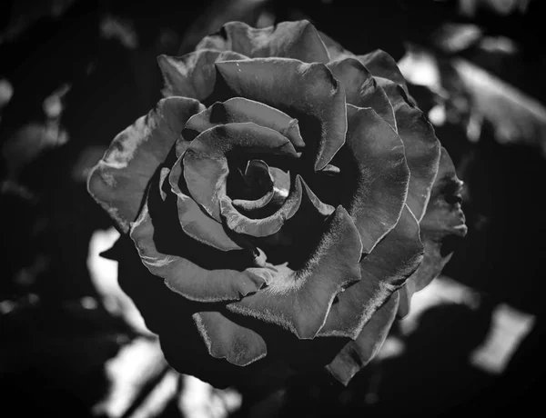 緑の葉の背景黒と白に赤いバラの写真 — ストック写真