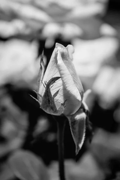 Foto von weißer Rose auf grünem Laubhintergrund schwarz-weiß — Stockfoto