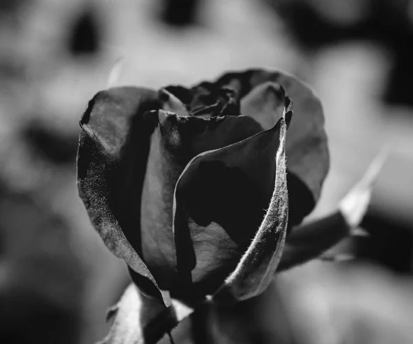 Foto de rosa vermelha sobre um fundo de folhagem verde preto e branco — Fotografia de Stock