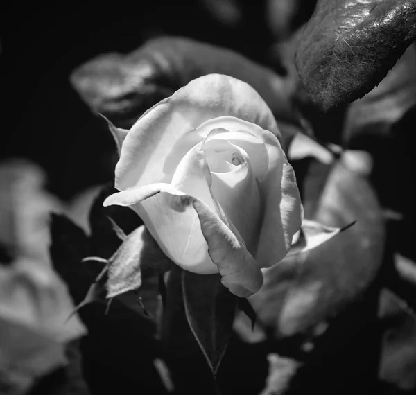 Foto de rosa rosa rosa sobre um fundo de folhagem verde preto e branco — Fotografia de Stock