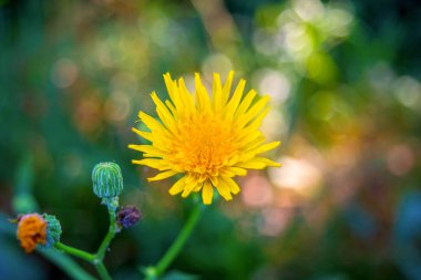 Doğal zemin üzerine sarı bir karahindiba fotoğrafı