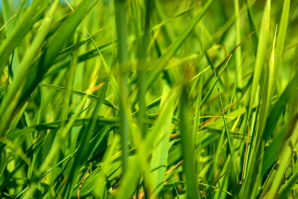 Foto de grama verde no dia de verão — Fotografia de Stock