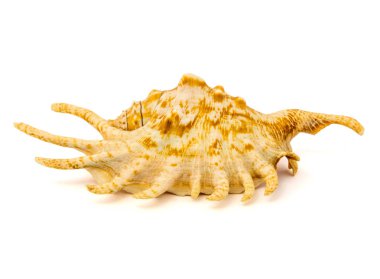 deniz kabuğu beyaz bir arkaplanda izole edilmiş