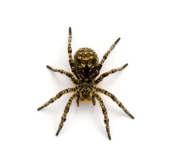 Foto Lycosa singoriensis, černé vlasy tarantule izolovaných na bílém pozadí — Stock fotografie