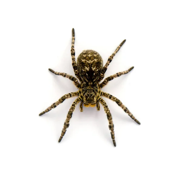 Beyaz arka plan üzerinde izole Lycosa singoriensis, siyah saç tarantula fotoğrafı
