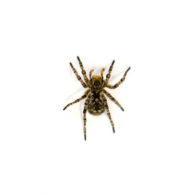 Beyaz arka plan üzerinde izole Lycosa singoriensis, siyah saç tarantula fotoğrafı