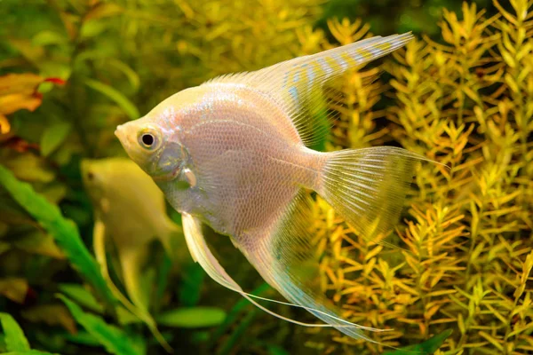 緑の自然の背景に白の水族館の魚の写真 — ストック写真