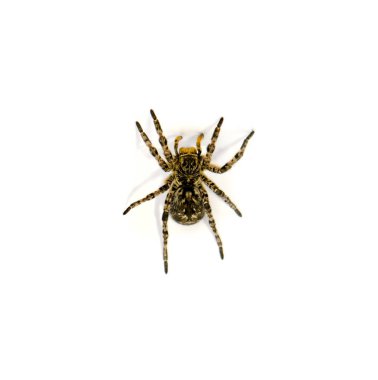 Beyaz arka plan üzerinde izole Lycosa singoriensis, siyah saç tarantula fotoğrafı