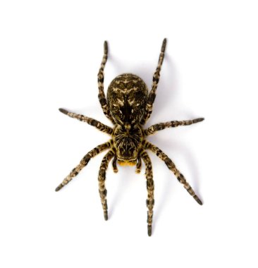 Beyaz arka plan üzerinde izole Lycosa singoriensis, siyah saç tarantula fotoğrafı