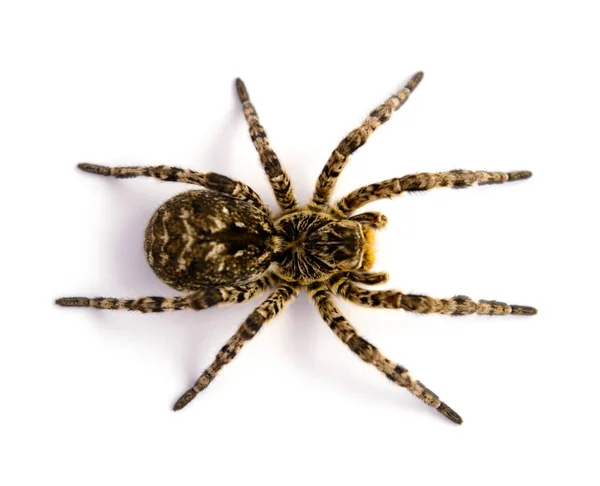 Photo of Lycosa singoriensis, black hair tarantula isolated on white background — Stock Photo, Image