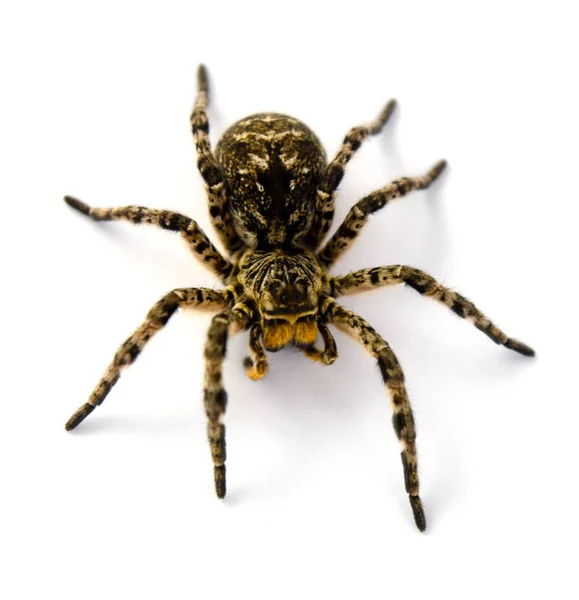 Foto de Lycosa singoriensis, tarântula de cabelo preto isolada sobre fundo branco — Fotografia de Stock