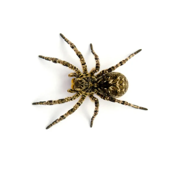 Photo of Lycosa singoriensis, black hair tarantula isolated on white background — Stock Photo, Image