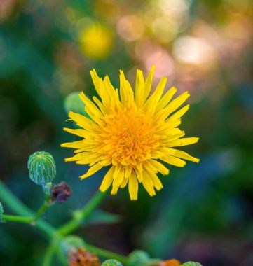 Doğal zemin üzerine sarı bir karahindiba fotoğrafı