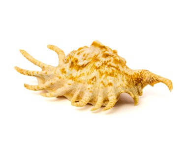 deniz kabuğu beyaz bir arkaplanda izole edilmiş