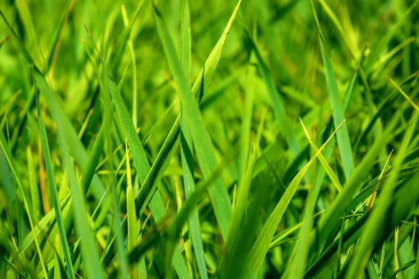 Foto van groen gras op zomerdag — Stockfoto