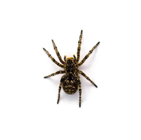 Zdjęcie na białym tle Lycosa singoriensis, czarne włosy tarantula — Zdjęcie stockowe