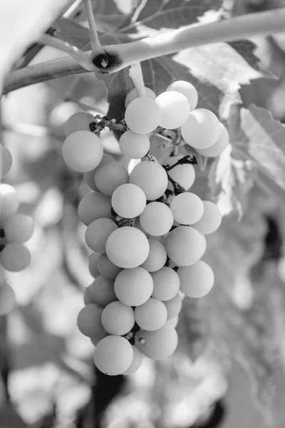 Photo of a branch of green vine grapes black and white — Stock Photo, Image