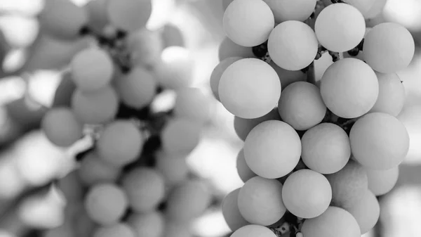 Photo of a branch of green vine grapes black and white — Stock Photo, Image