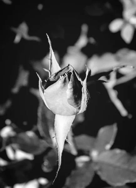 緑の葉の背景黒と白に赤いバラの写真 — ストック写真
