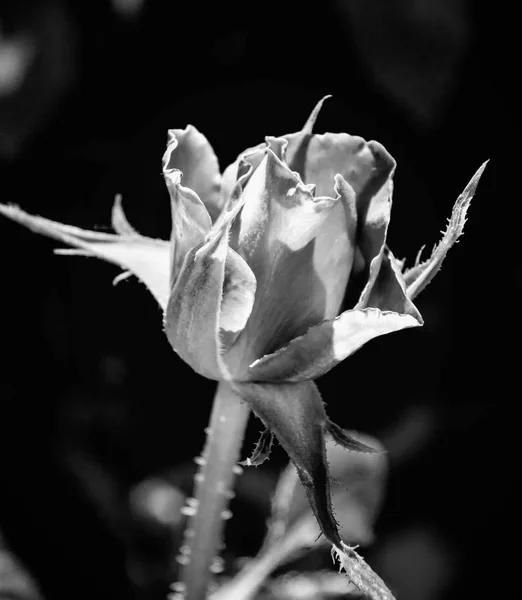 Foto de rosa vermelha sobre um fundo de folhagem verde preto e branco — Fotografia de Stock