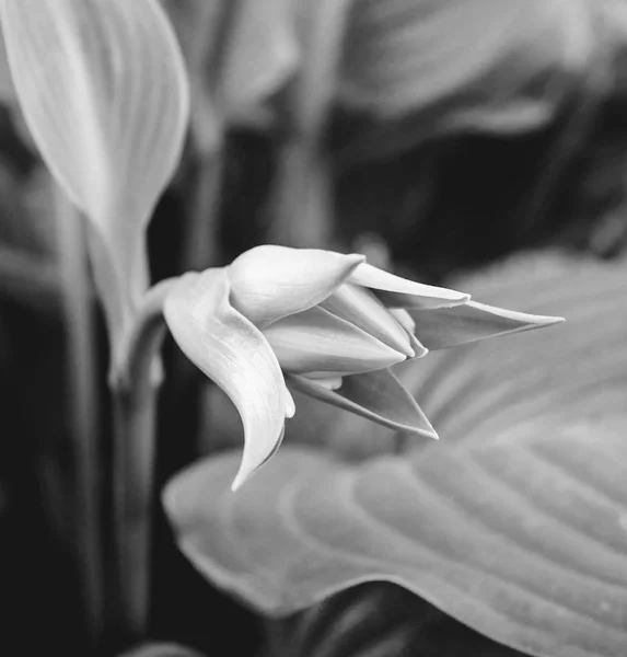 Foto der grünen Knospe der weißen Blume im Garten schwarz-weiß — Stockfoto