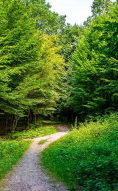 Yeşil bir ormanda yol ile eski bir ağaç fotoğrafı