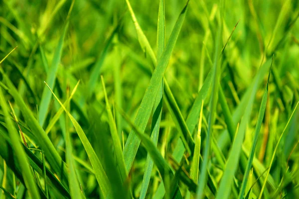 Foto de grama verde no dia de verão — Fotografia de Stock