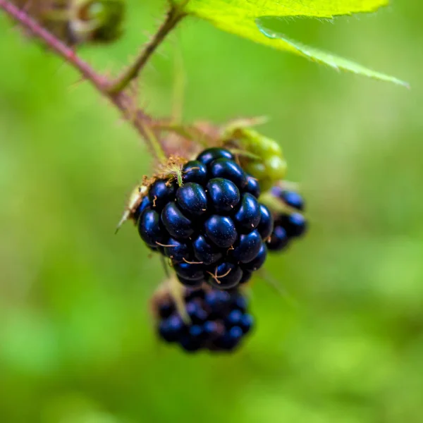 Photo of black blackberries on the bush in Carpathian mountains — Stock Photo, Image