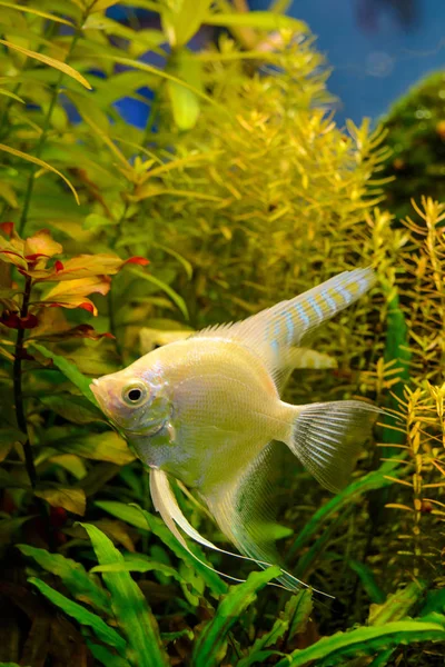 Foto des Aquariums weiße Fische auf grünem natürlichen Hintergrund — Stockfoto