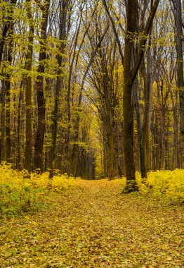 Yaprakları ve yol ile turuncu sonbahar orman fotoğrafı