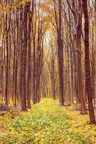 Yaprakları ile turuncu sonbahar orman fotoğrafı
