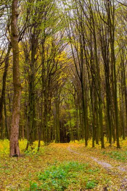 Yaprakları ve yol ile turuncu sonbahar orman fotoğrafı