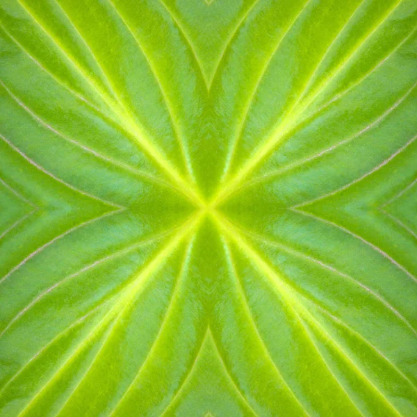 Foto's van een texturen van een grote groene bladeren in de tuin — Stockfoto