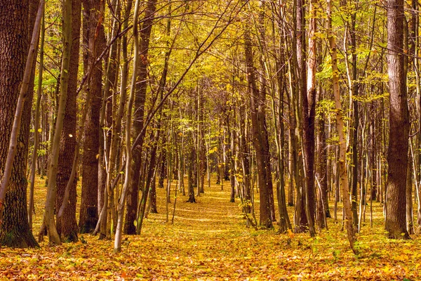 Yaprakları ve yol ile turuncu sonbahar orman fotoğrafı