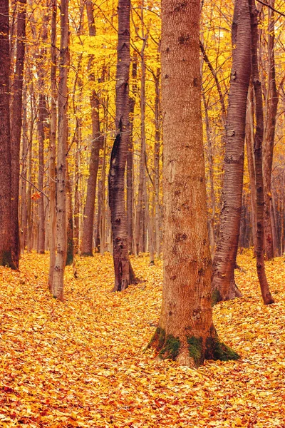 Foto de floresta de outono laranja com folhas — Fotografia de Stock