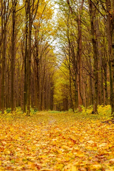 Φωτογραφία: πορτοκαλί φθινόπωρο δάσος με φύλλα και δρόμο — Φωτογραφία Αρχείου