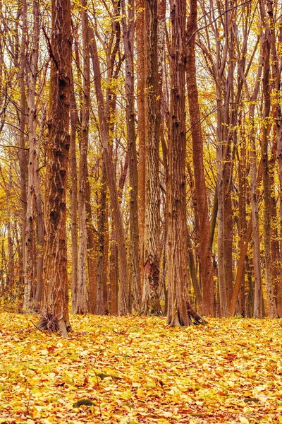 Photo of orange autumn forest with leaves — Stock Photo, Image