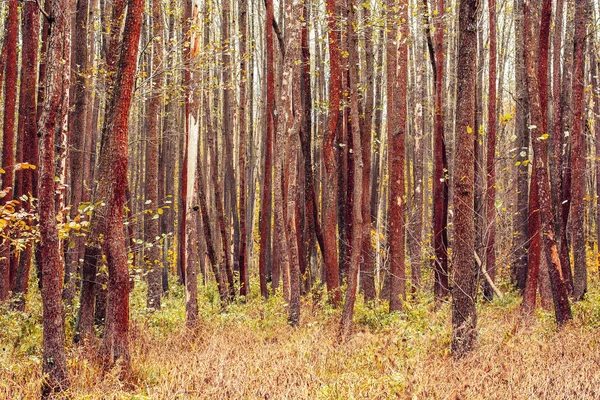 Foto van Oranje herfst bos met bladeren — Stockfoto