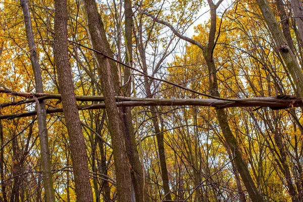 橙色秋天的树林与树叶的照片 — 图库照片